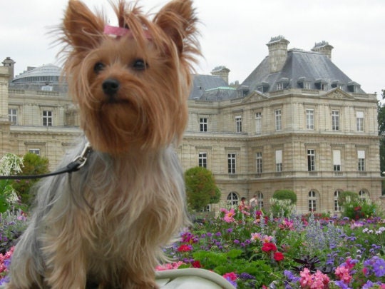 Individuelle Urne für Haustier Hund Katze